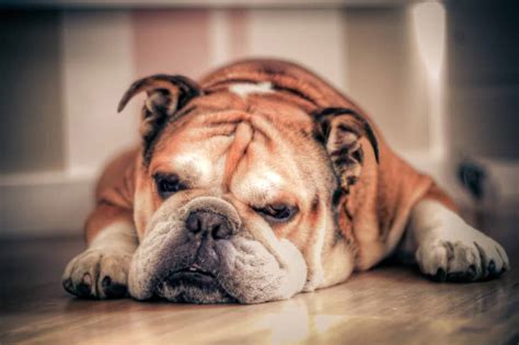 oldest english bulldog on record